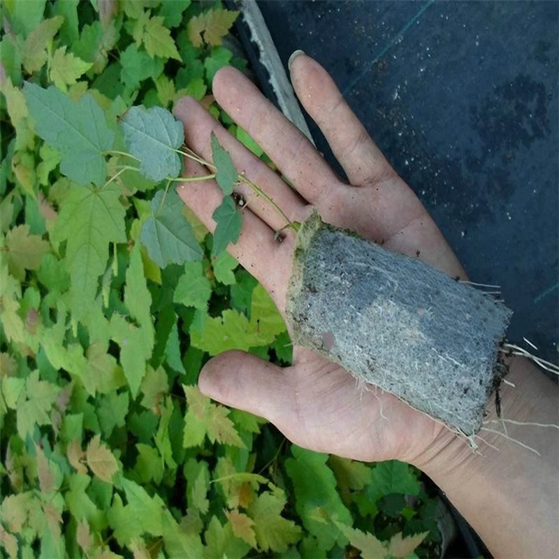 100pcs Biodegradable Non-woven Nursery Bags Planting bag nutrition bag   gardening supplies Non - Woven Planting Bag