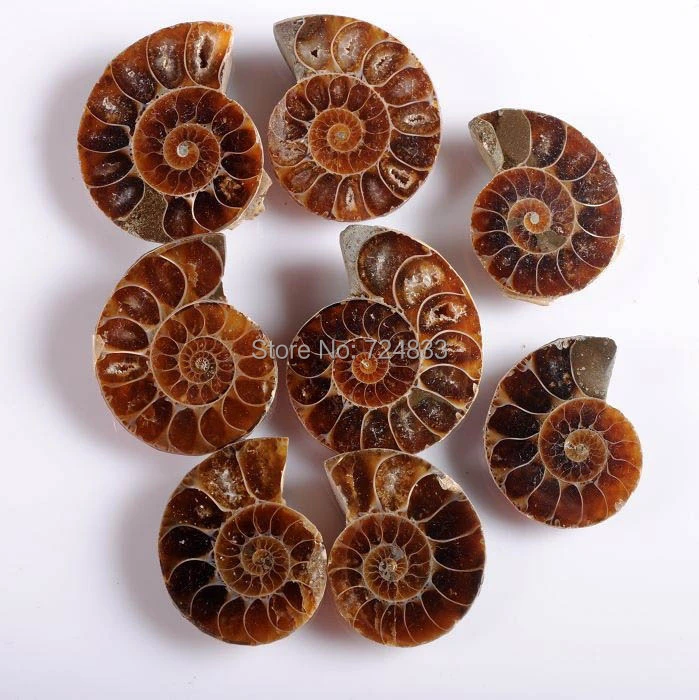 50 cift grup antik dogal ammonit fosil tas acik ammonite adet taki yapimi icin toplu toptan natural ammonite fossil stoneammonite fossil aliexpress