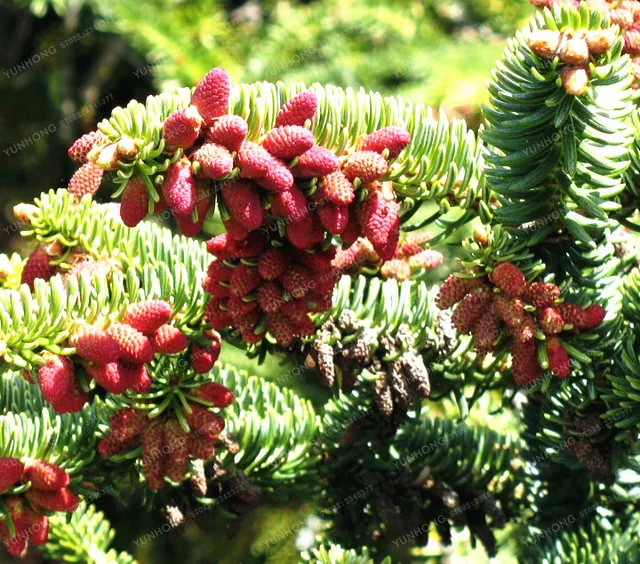 Korean Fir Abies Koreana Bonsai Flower Bonsai Plant DIY Home Garden