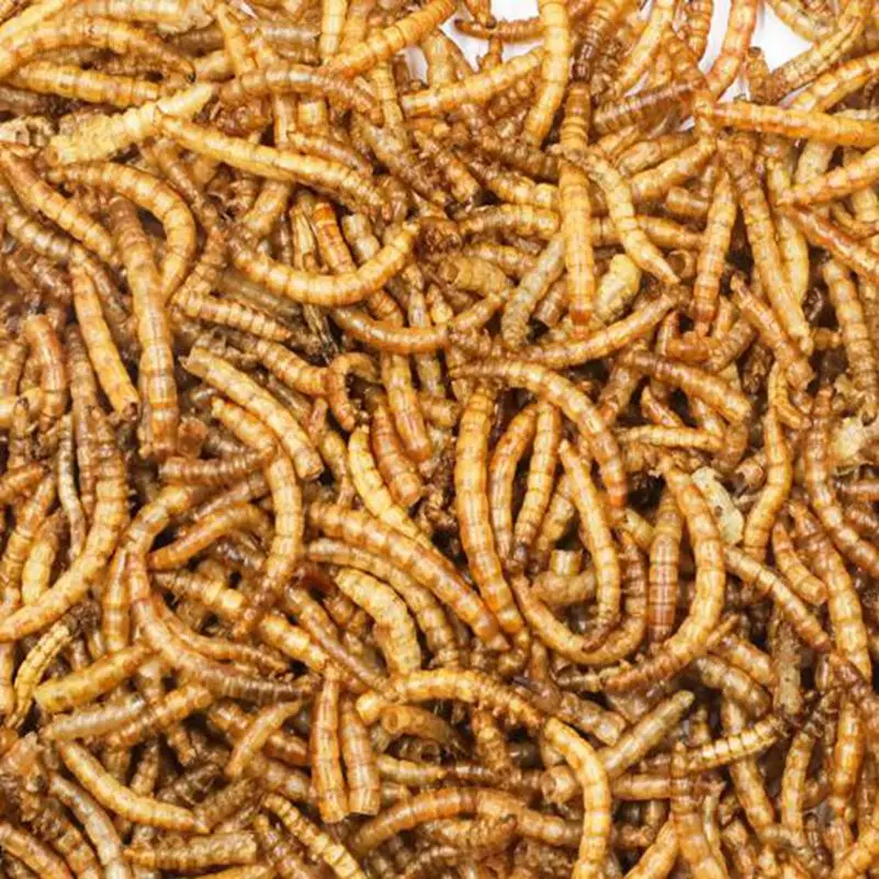 500 г Сушеные Mealworms для аквариумных рыб корма рептилия, черепаха-Хомяк дикая птица корм для домашних животных