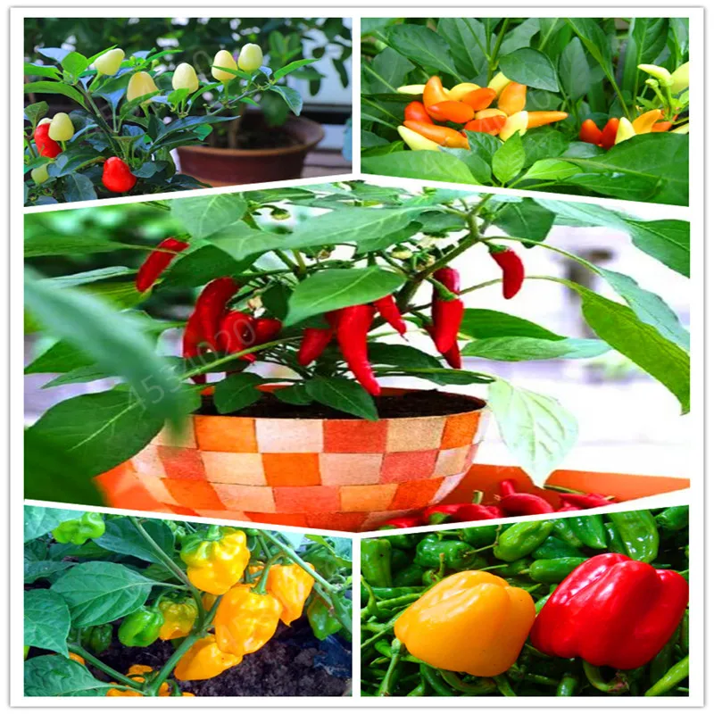 

Sale! 100 pcs Color chili peppers bonsai ,Capsicum annuum,Capsicum frutescens,Balcony vegetables bonsai Mini Hot Pepper plant