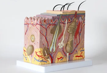 

50X Three-dimensional skin model medical Aesthetic Plastic skin structure enlarged model Anatomical model