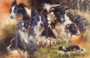 border collie