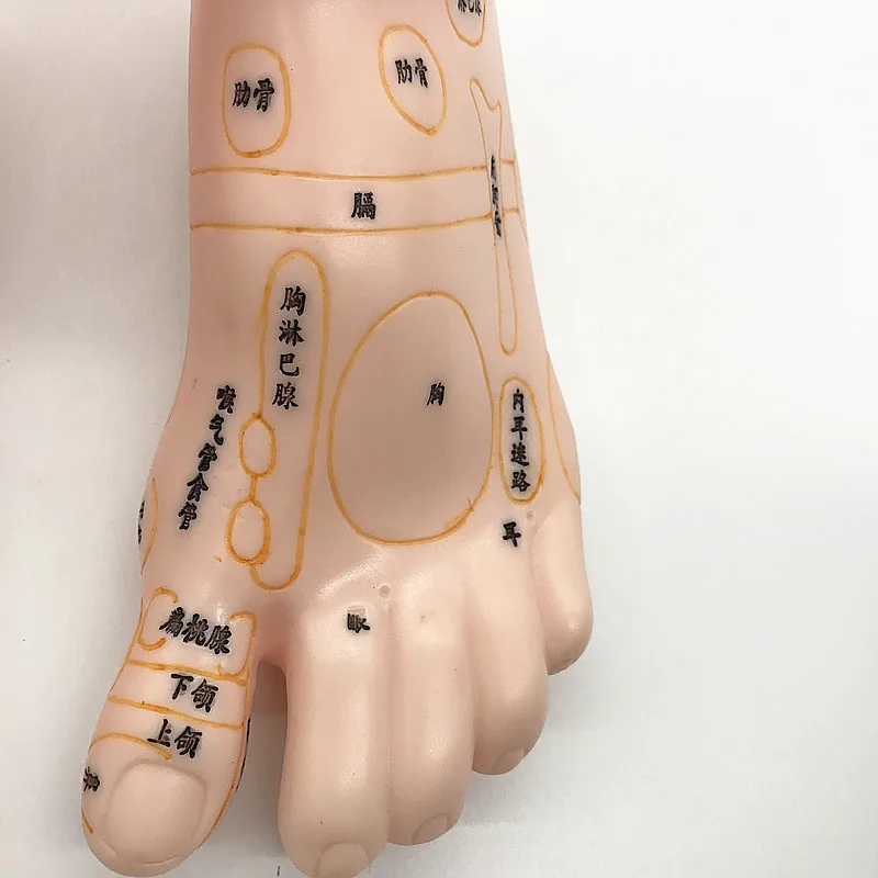 19 см рефлексогенная зона ног модель массажа, не иглоукалывание модель, массаж ног модель китайский язык ноги Рефлексология, 1 пара медицинская