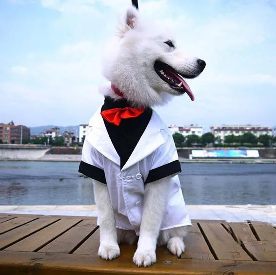 يتناول العشاء اتصل مربى Chien Costume Cravate Dsvdedommel Com يتناول العشاء اتصل مربى Chien Costume Cravate Dsvdedommel Com