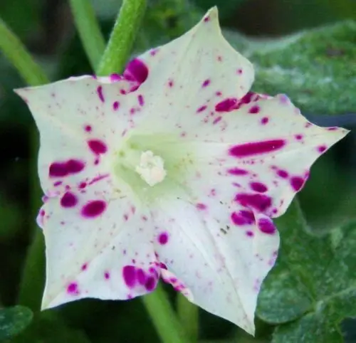 

50PCS Morning Glory - Ipomoea nil - - Red Speckles Kikyo Shape Variegated Leaf