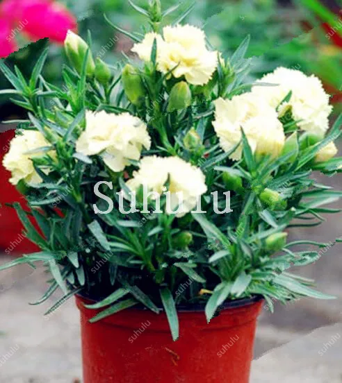 New Arrival! Rare Mini Carnations Bonsai Flowers Dianthus Caryophyllus Flowers Bonsai For Home Garden Plant Mom Gift 100 Pcs New Arrival! Rare Mini Carnations Bonsai Flowers Dianthus Caryophyllus Flowers Bonsai For Home Garden Plant Mom Gift 100 Pcs