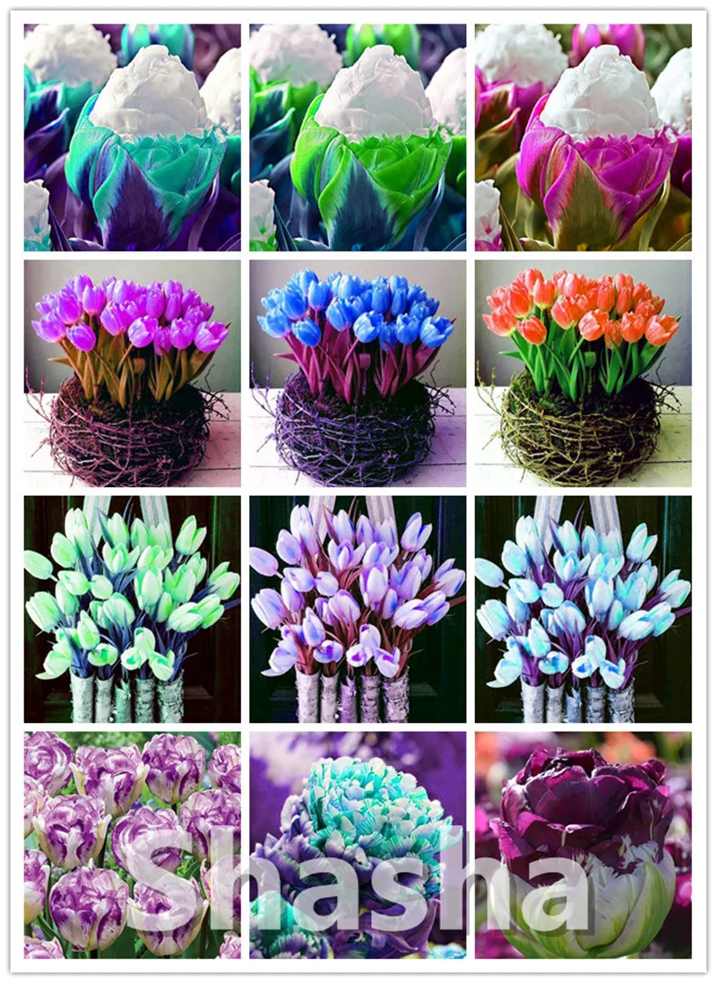 

100 Pcs Tulip Bonsai, Not Tulip Bulbs,Hydroponic Perennial Garden Ice Cream Tulip,Didier's Tulip Garden Decoration Bonsai Flower