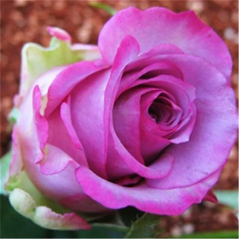 500 Pcs Rose Gardening multi color Bonsai Rosas Living Room Ornamental Plants DIY Home Garden Household Flower Plant For Sale