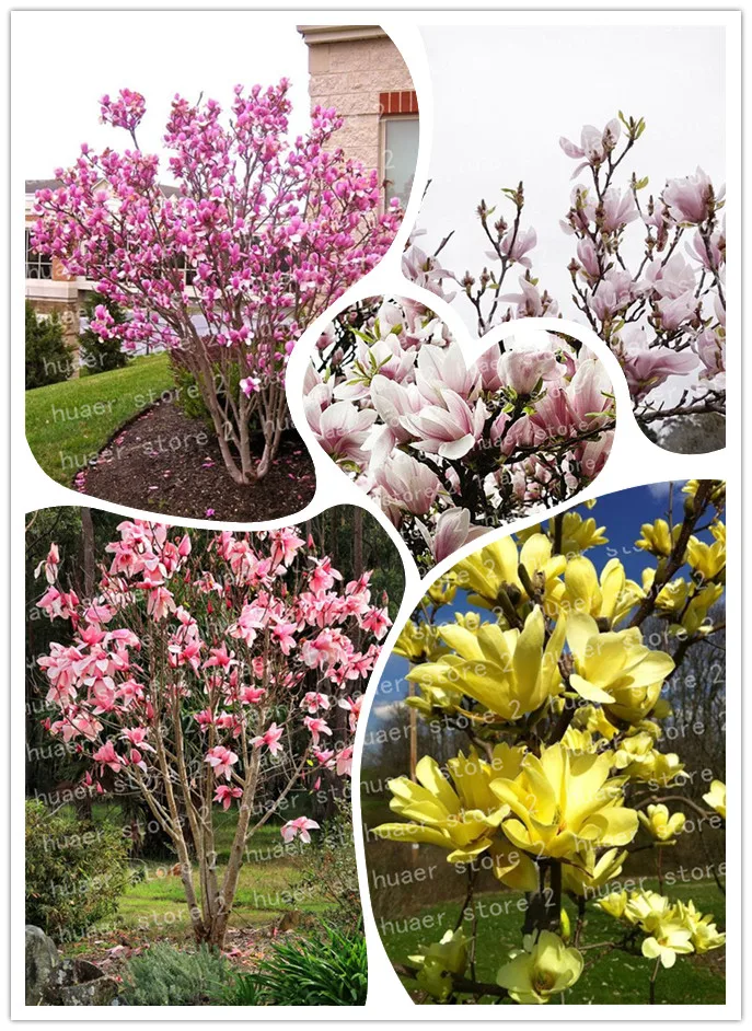 

30PCS Magnolia bonsai, Light fragrant garden tree , Magnolia flowers for home garden DIY ornamental plants
