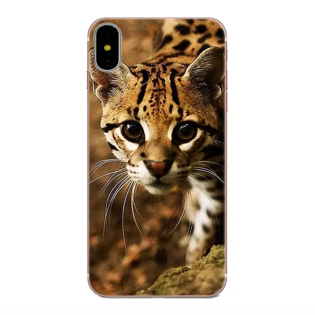 rusty spotted cat for sale