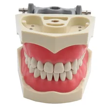 Adc modelo credenciado dentes dentários modelo de ensino dental modelo de demonstração dente com parafuso-em 32 pces dentes