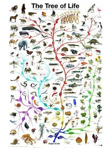 the tree of life poster canvas print 50cmx75cm education poster