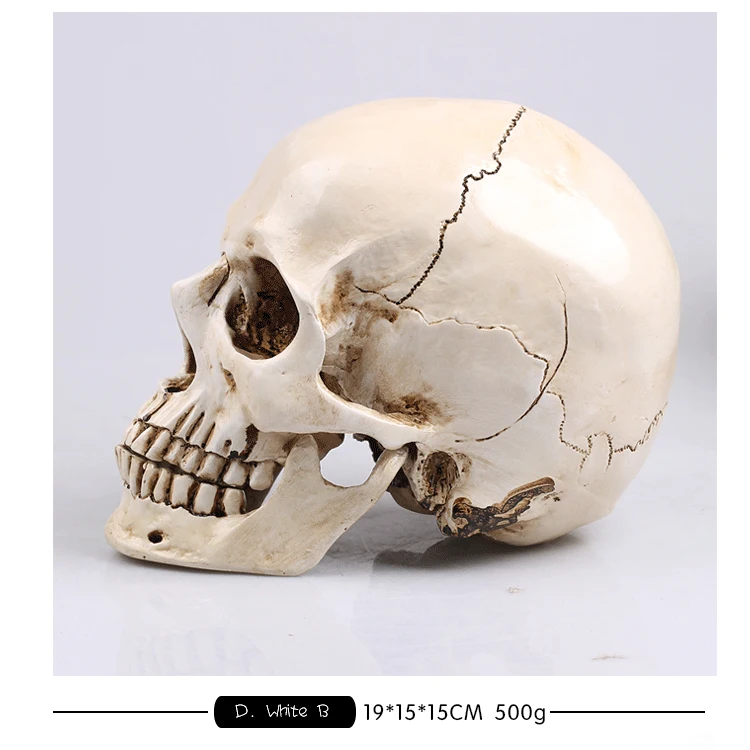 

13669 CMAM Art Skull Anatomy Model, Natural Size Skull for Drawing Teaching, Resin Made Skull