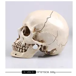 13669 CMAM Книги по искусству Череп Анатомия модели, натуральный Размеры череп для рисования обучения, Смола сделал череп