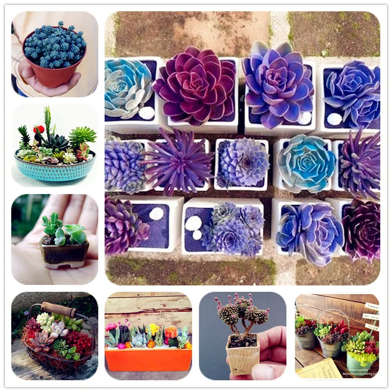

200 Pcs Mini Cactus Succulents Bonsai Indoor Flowering Mixed Cactus plant Perennial Garden Ornaments Office Mini Succulent plant