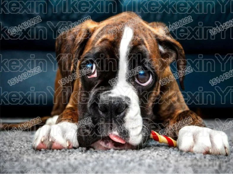 

5D DIY Diamond Painting Dog Diamond Embroidery Cross Stitch Picture of Rhinestone Full Round Drill