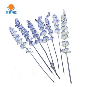 

15pcs Free shipping organic natural dried press lavender flower