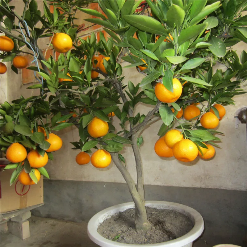 20seeds Four Seasons potted Lemon tree seeds balcony vegetables fruits