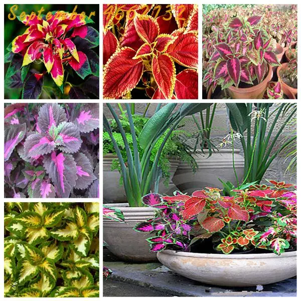 

Big Promotion!100Pcs Colorful Coleus plants Indoor bonsai,Flower Plantas Coleus Genus Planting Potted,edible coleus bonsai