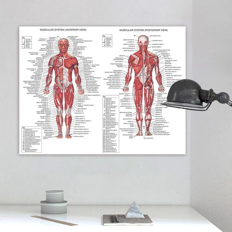 Анатомия человека Мышечная система художественный плакат печать тела карта холст настенные картины для медицинского образования домашний декор плакаты