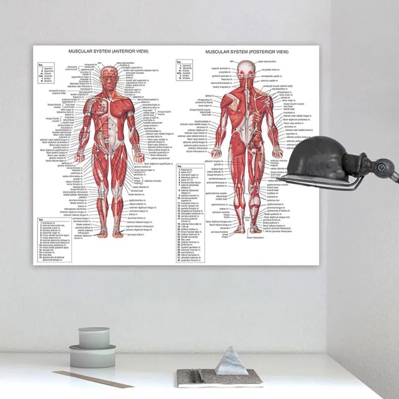 Cuadro De Arte Cartel Anatomía Muscular Cuerpo Humano Enmarcado Vintage médica impresión