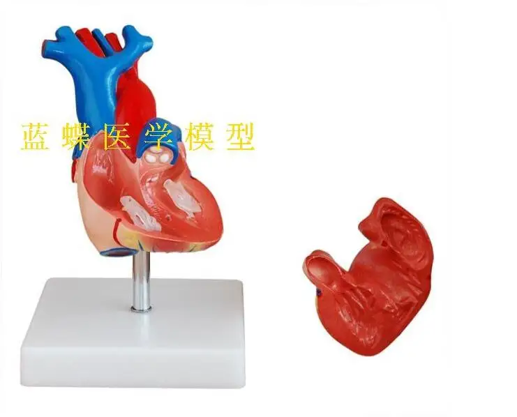 1:1 медицинский сердце учение человеческого сердца Анатомия Модель B гиперхромными Сердце Модель
