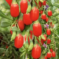 100 Гималайский Ягоды Годжи (волчья ягода), наиболее популярные вересковый берри, карлик буш богата Антиоксидант! вы выбираете
