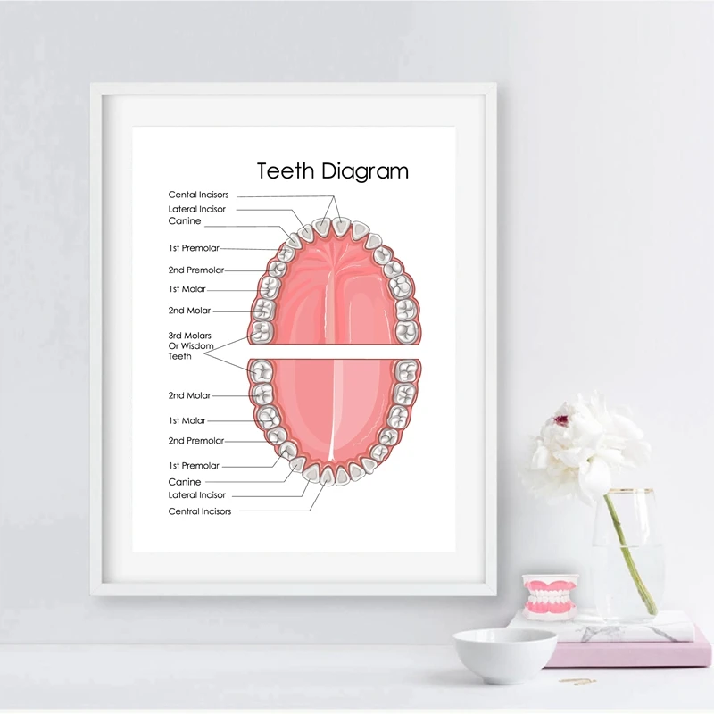 Biology for Human Teeth Diagram Dentist Office Decoration