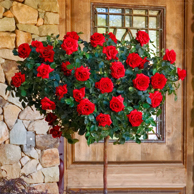 100 Pcs/Lot Rose Tree Bonsai Plants 16 Kind of Rare Color Holland Rose Flower Potted Planting for Home Garden Decoration 100 Pcs/Lot Rose Tree Bonsai Plants 16 Kind of Rare Color Holland Rose Flower Potted Planting for Home Garden Decoration