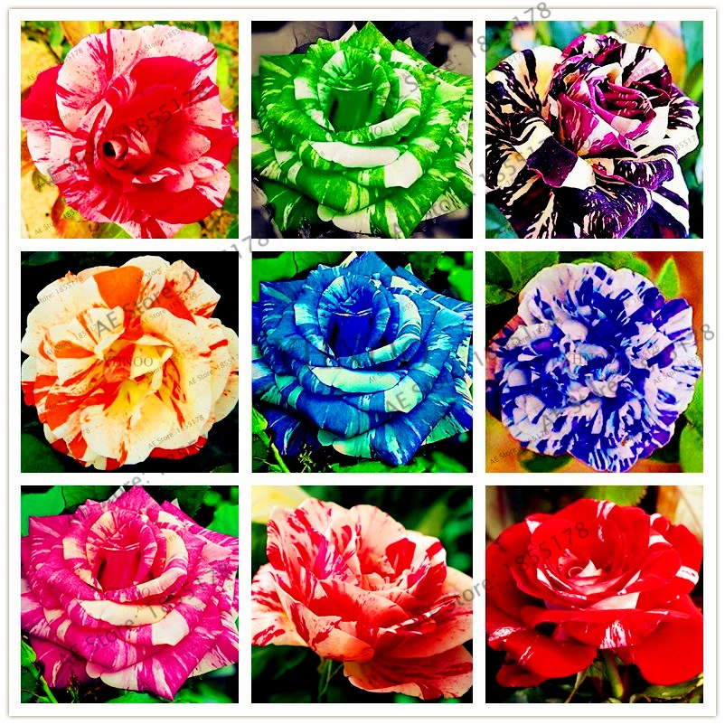ホット販売 50 個混合色 Rare キャンディーストライプ Roseplantas 盆栽花フローレスホーム園芸植物 緑 ブルーレッドローズ Planten Aliexpress