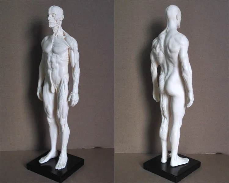 1:6 30 см скелет человека, анатомический Рисунок Модель для продажи анатомический череп для изучения анатомии скульптура голова тела мышцы художника рисунок