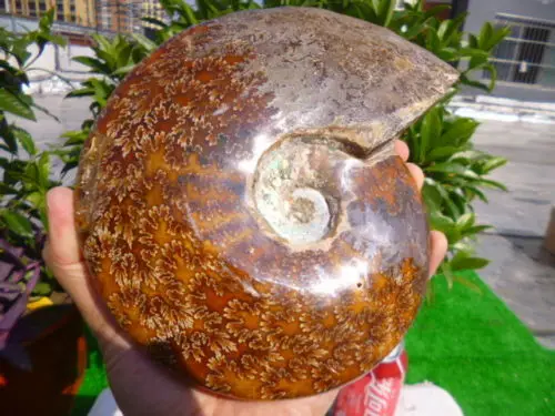 1410 г (3 1 фунта) Нефритовая Хризантема раковина аммония Fossil Madagascar | Дом и сад