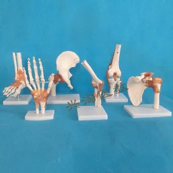 

human skeleton model 6pcs joint skeleton model Shoulder, elbow, wrist, hip, knee and ankle joints model