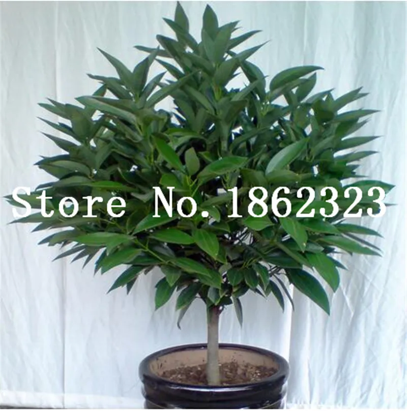 20 Pcs Giant Cinnamon Tree Bonsai Outdoor Evergreen Fragrant Plant