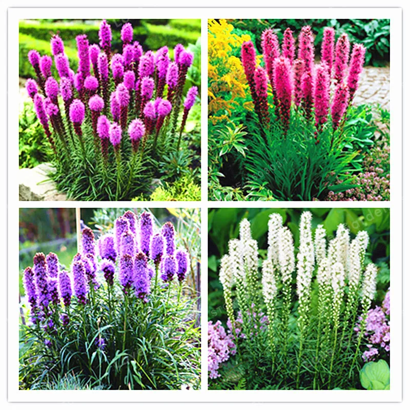Button Snakeroot Bonsai Chrysanthemum Bonsai Button Snakeroot Liatris Spicata Perennial Plant Flower Bonsai 100 Pcs