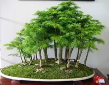 20 juniper bonsai tree Seeds potted flowers office bonsai purify the air absorb harmful gases free shipping