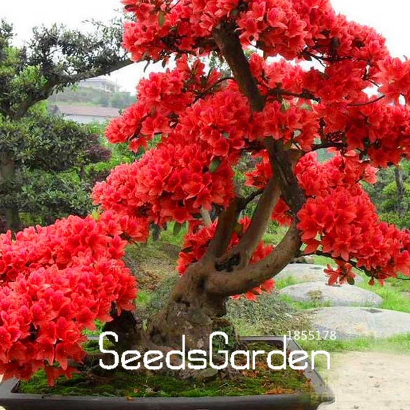 Time-Limit!!10 Pcs/bag Red Japanese cherry blossoms plant Courtyard Garden Bonsai Tree flores Small Sakura Tree plantas Mixed Co Time-Limit!!10 Pcs/bag Red Japanese cherry blossoms plant Courtyard Garden Bonsai Tree flores Small Sakura Tree plantas Mixed Co