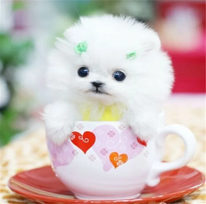 Доброе утро пушистик картинки