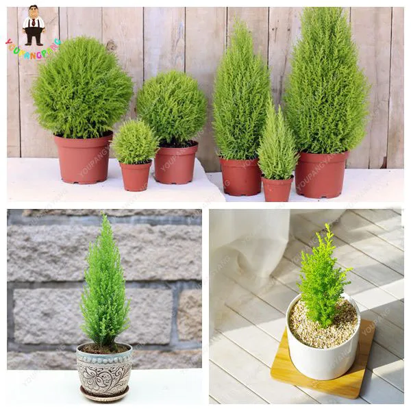 

50PCS Mini ITALIAN CYPRESS Tree bonsai Popular Hardy Bonsai bonsai Perennial Potted Plants for Home Garden Planting Free shippin