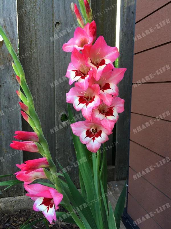fleur symbole de longévité pas de graines Gladiolus Bulbes rose #22 FREE SHIP USA