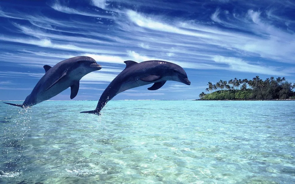 O-Dolphin-12(53x33)