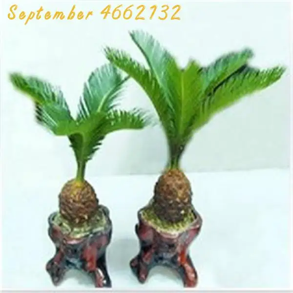 10 Pcs Mini Cycas bonsai, Sago Palm Tree plant,the budding rate 97%,Cycads Tree For Home Garden Big Bonsai