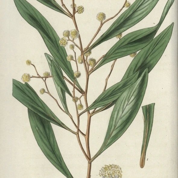 Acacia Penninervis  Feather-Nerved Acacia Ora Poster Print By <ALIMT >&reg;</ALIMT> Florilegius Mary Evans (18 X 24)