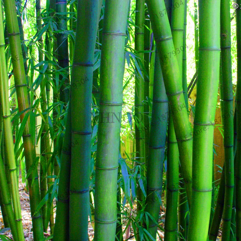 Промо-акция! 50 шт./пакет Moso бамбук бонсай. Phyllostachys heterocycla Pubescens-гигантский Moso Bamboo flores для DIY домашнего сада