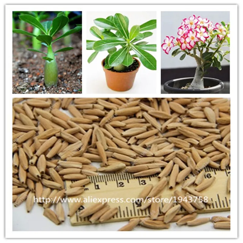 new-arrival-24-colors-rare-desert-rose-seeds-real-Thailand-Adenium-obesum-seeds-flower-bonsai-plant