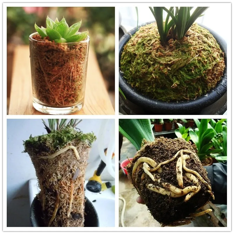 12 L Sphagnum Moss Moisturizing Nutrition Organic Fertilizer Protect Orchid Succulent Plant Roots Diy Flower Pot Home Garden Organic Fertilizer Aliexpress
