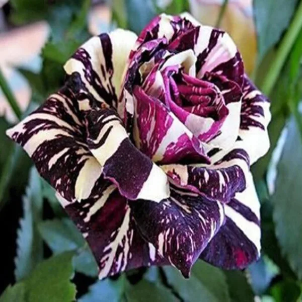 

Black Dragon Rose bonsais ,beautiful stripe rose bush plant ,DIY Home Garden Flower - 100pcs