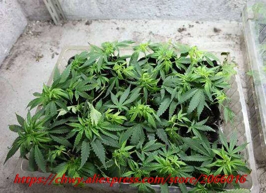 семена марихуаны для огорода