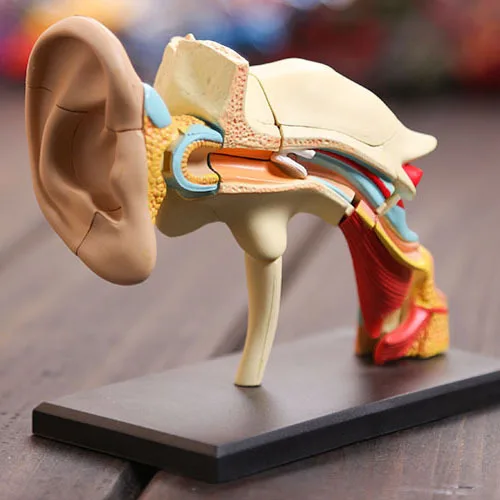 New arrival 2015 4D Master Human ear dissection model Children's Three